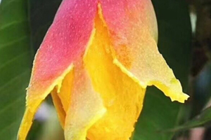 云南七彩米多少钱一斤,七彩果多少钱一斤?