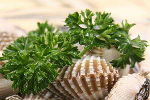 血蚶可以生吃吗,血蚶生吃会有什么危险