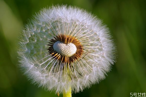 长期喝蒲公英能减肥吗,蒲公英有没有减肥效果 长期喝蒲公英能减肥吗,蒲公英有没有减肥效果