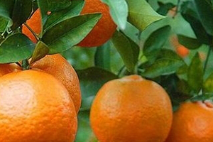 云南椪柑上火吗,椪柑上火吗?