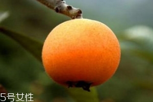 枇杷核能种吗 在什么季节可以种,枇杷核能种吗?