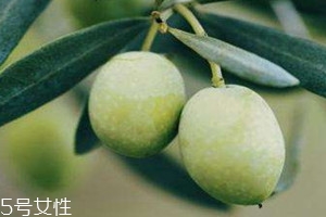 橄榄果什么时候成熟?,橄榄果是什么季节成熟的?