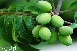 橄榄怎么保存久一点,橄榄怎么保存才不会烂