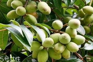 新鲜的橄榄吃了有什么功效,鲜橄榄的吃法和作用 新鲜的橄榄吃了有什么功效,鲜橄榄的吃法和作用