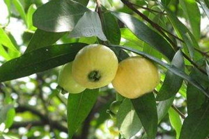 葡萄是什么季节的水果,葡萄是什么意思