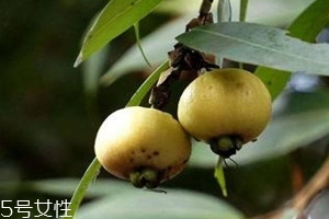 桃成熟的时间是什么时候?,水蒲桃什么时候结果