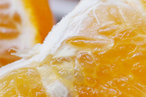 哪里的橙子最好,四季红柑橘