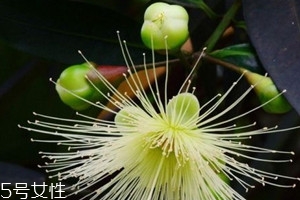 水葡萄怎么吃(详细),水葡萄怎么吃法 水葡萄怎么吃(详细),水葡萄怎么吃法