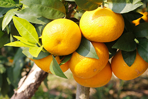 沃柑的功效作用,沃柑的功效作用禁忌