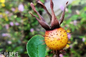 金樱子不能和什么同吃,金樱子可以吃吗 金樱子不能和什么同吃,金樱子可以吃吗