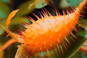 金樱子能生吃吗,金樱子生吃有什么功效