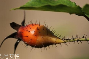 金樱子和枸杞能一起泡酒吗,金樱子可以和枸杞子一起泡酒喝吗 金樱子和枸杞能一起泡酒吗,金樱子可以和枸杞子一起泡酒喝吗