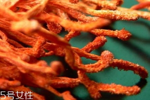 虫草花为什么发白,新鲜虫草花有点发白