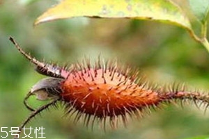 金樱子什么时候成熟采摘?,什么是金樱子