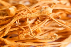 虫草花怎么那么黄,虫草花的水为什么老是黄的