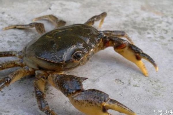 吃了螃蟹会拉肚子吗,吃螃蟹为什么会拉肚子