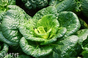 乌塌菜种子哪里买,乌塌菜种子价格