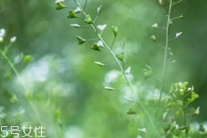 地菜煮鸡蛋吃的好处,上午煮鸡蛋可以留到下午吃吗