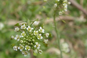 地菜花的功效和作用、禁忌和食用方法,地菜花的功效和作用v