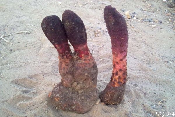 肉苁蓉吃了会拉肚子吗?,吃肉苁蓉拉肚子咋回事?