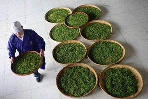 恩施玉露多少钱一斤,恩施玉露多少钱一斤是好茶