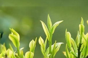 老白茶应该怎么喝,什么白茶最好喝排行榜