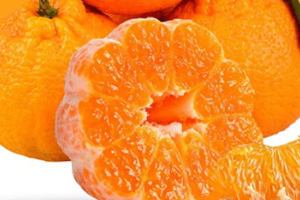 丑八怪放冰箱保存好吗 丑八怪放冰箱保存好吗