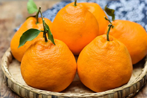 耙耙柑和牛奶能不能一起吃,椪柑可以和牛奶同吃吗