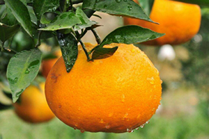 春见耙耙柑上火还是降火,四川春见耙耙柑上火吗