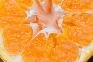 耙耙柑多少钱一斤2021,耙耙柑苗多少钱