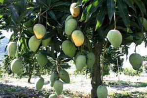 苹果苗几年可以结果,当年挂果的果树有哪些