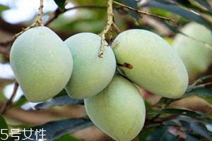 芒果树在北方能种植吗,芒果树在北方能种植吗你了解了吗 芒果树在北方能种植吗,芒果树在北方能种植吗你了解了吗