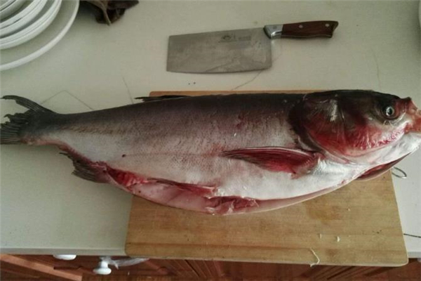 花鲢鱼哪些人不能吃,花鲢鱼能吃吗