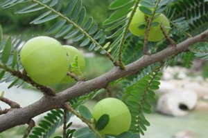 余甘果什么时候成熟季节,余甘果什么季节才有