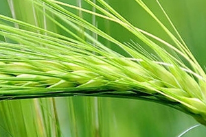 青稞是凉性吗,青稞寒凉吗