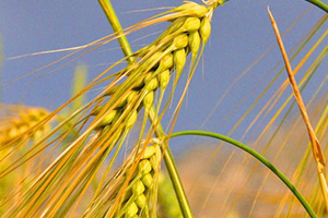 青稞是薏仁吗,青稞和薏米有什么区别?