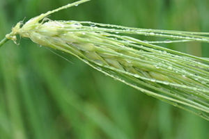 青稞和大麦的区别,青稞和大麦的区别图片