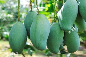 金煌芒怎么吃,金煌芒怎么吃 是硬的