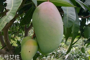 金煌芒青的能吃吗,青芒好吃还是金煌芒好吃 金煌芒青的能吃吗,青芒好吃还是金煌芒好吃