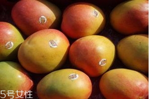 澳芒产地在哪里,澳芒是哪产的 澳芒产地在哪里,澳芒是哪产的