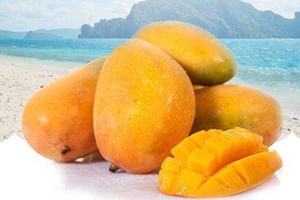 贵妃芒产地,贵妃芒产地哪里