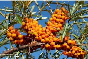 沙棘可以排湿气吗,沙棘能祛湿吗