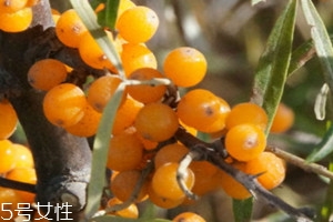 沙棘哪些人不能吃,沙棘禁忌人群什么人不适合吃