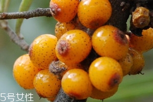 沙棘治疗便秘吗,沙棘治疗便秘有效果吗