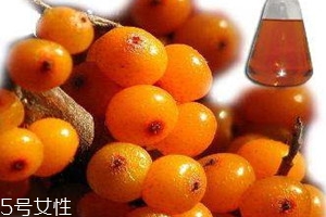 沙棘和枸杞能一起吃吗,沙棘和枸杞子一起能泡水喝吗