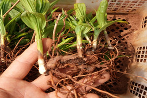 四川白芨价格多少一斤,2021白芨多少钱一斤