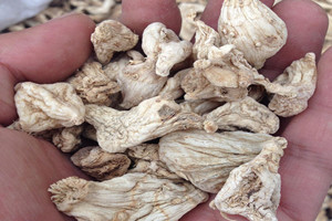 白芨的功效,白芨有什么作用