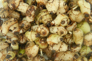 白芨是凉性还是热性,白芨性寒还是性温