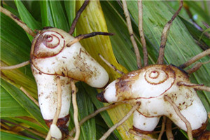 白芨能治胃病吗,白芨可以治疗胃糜烂吗怎么用