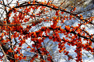 沙棘什么时候成熟采摘,沙棘果什么时候采摘最合适? 沙棘什么时候成熟采摘,沙棘果什么时候采摘最合适?